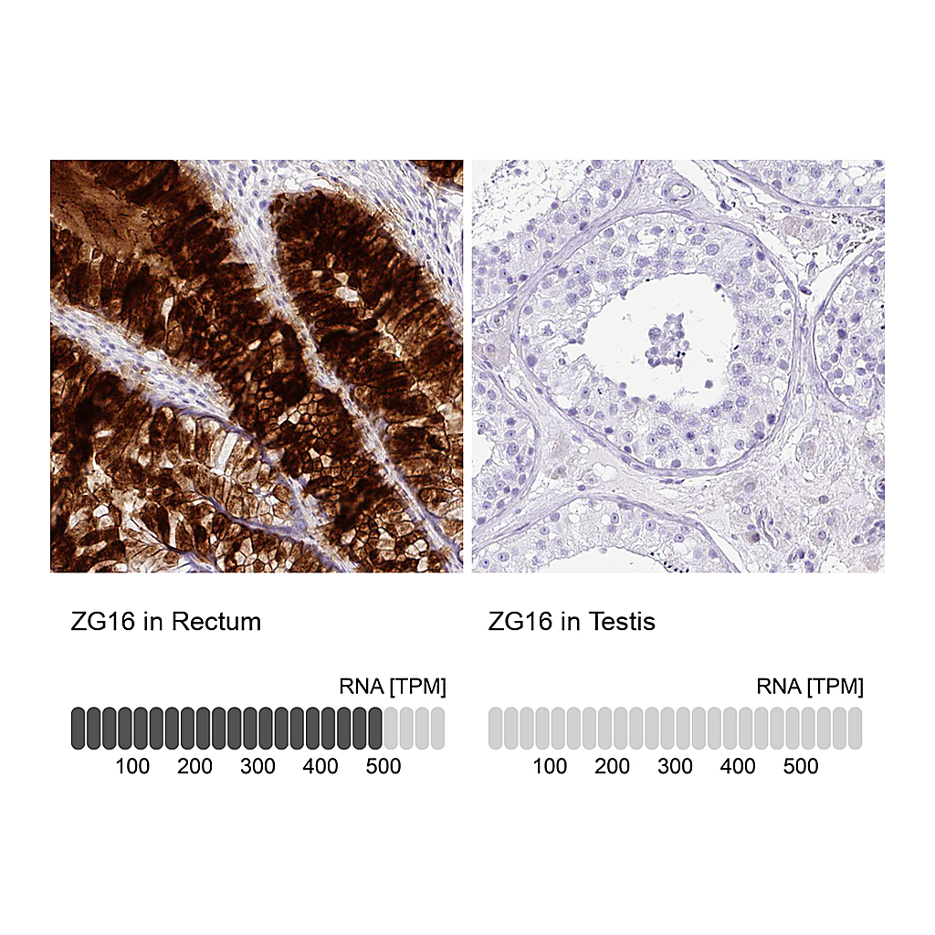Atlas Antibodies Anti-ZG16 Antibody