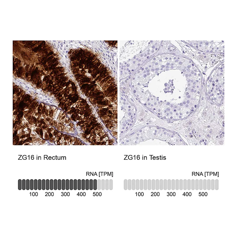 Atlas Antibodies Anti-ZG16 Antibody