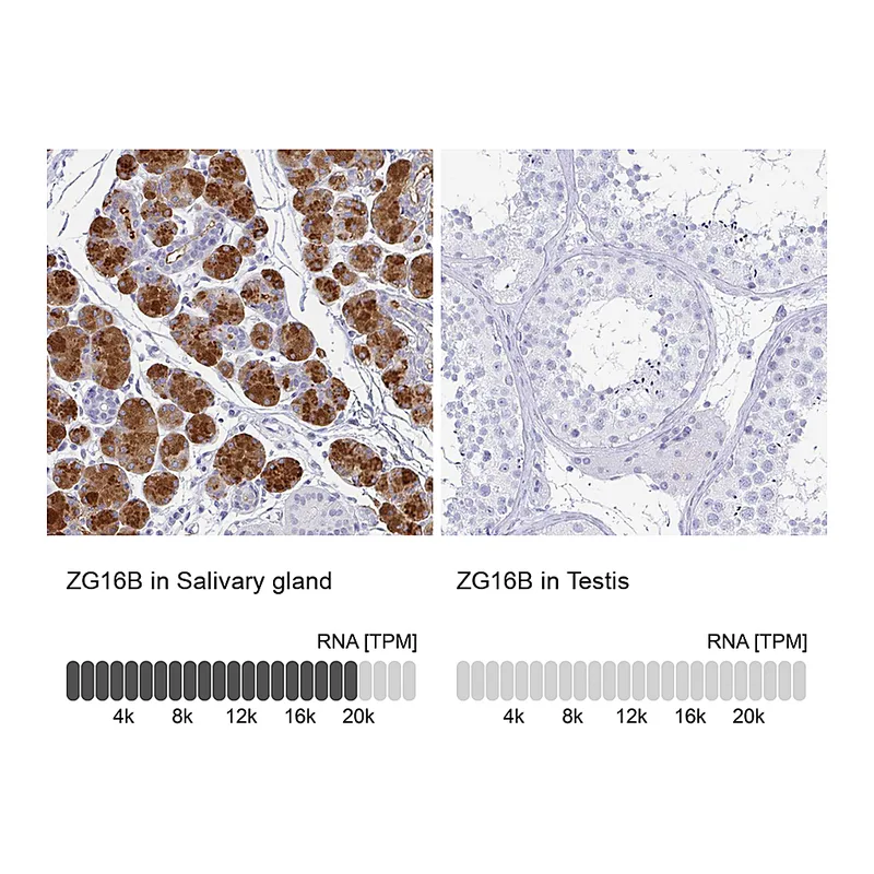 Atlas Antibodies Anti-ZG16B Antibody