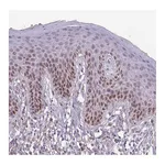 Atlas Antibodies Anti-ZGLP1 Antibody