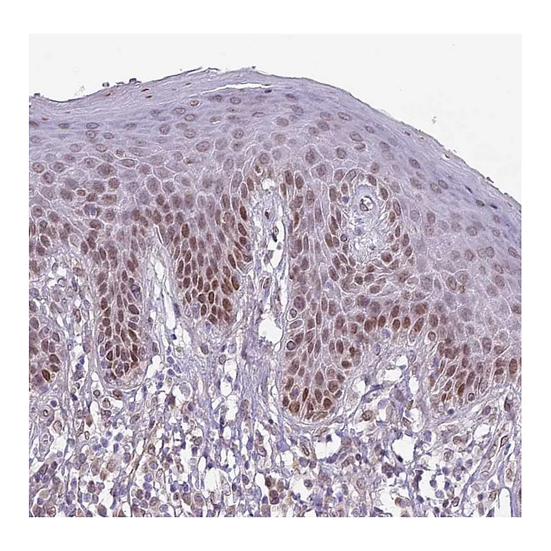 Atlas Antibodies Anti-ZGLP1 Antibody