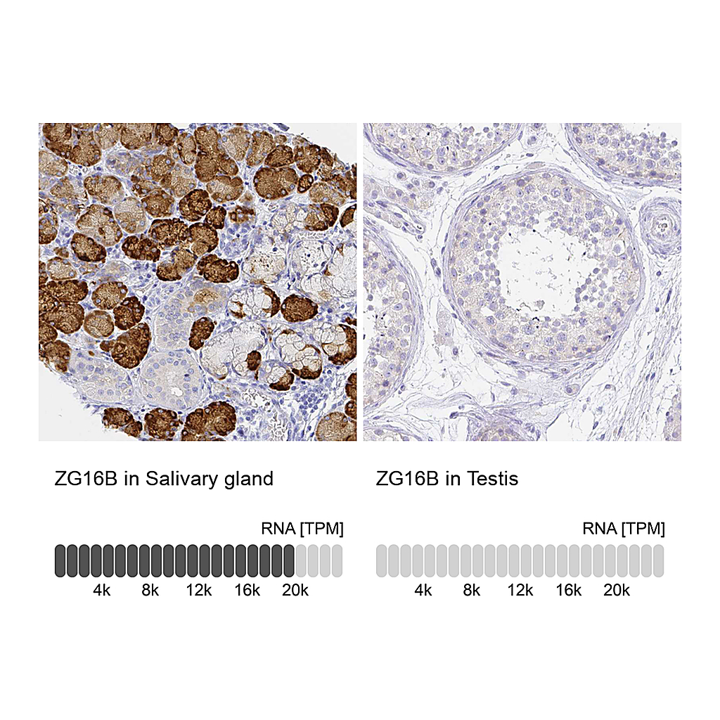 Atlas Antibodies Anti-ZG16B Antibody