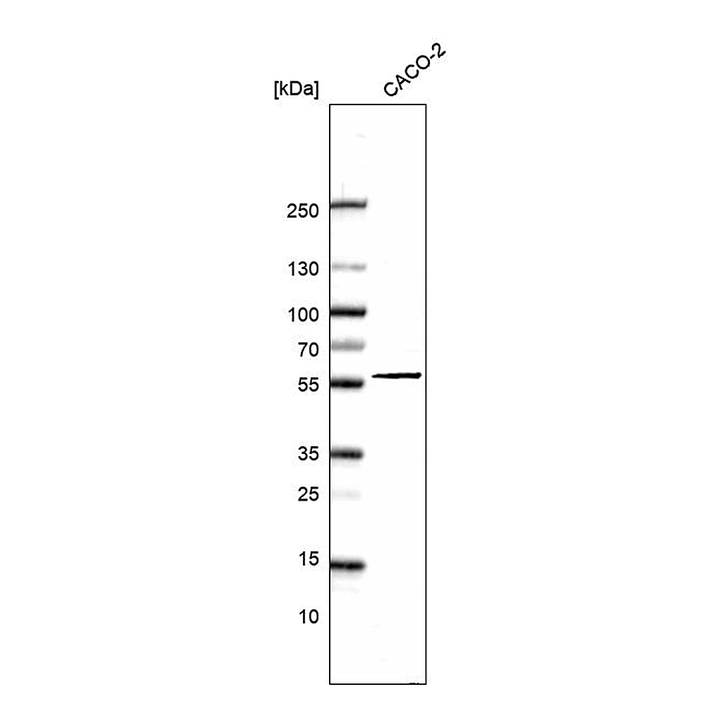 Atlas Antibodies Anti-ZGPAT Antibody