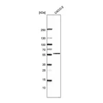 Atlas Antibodies Anti-ZGPAT Antibody