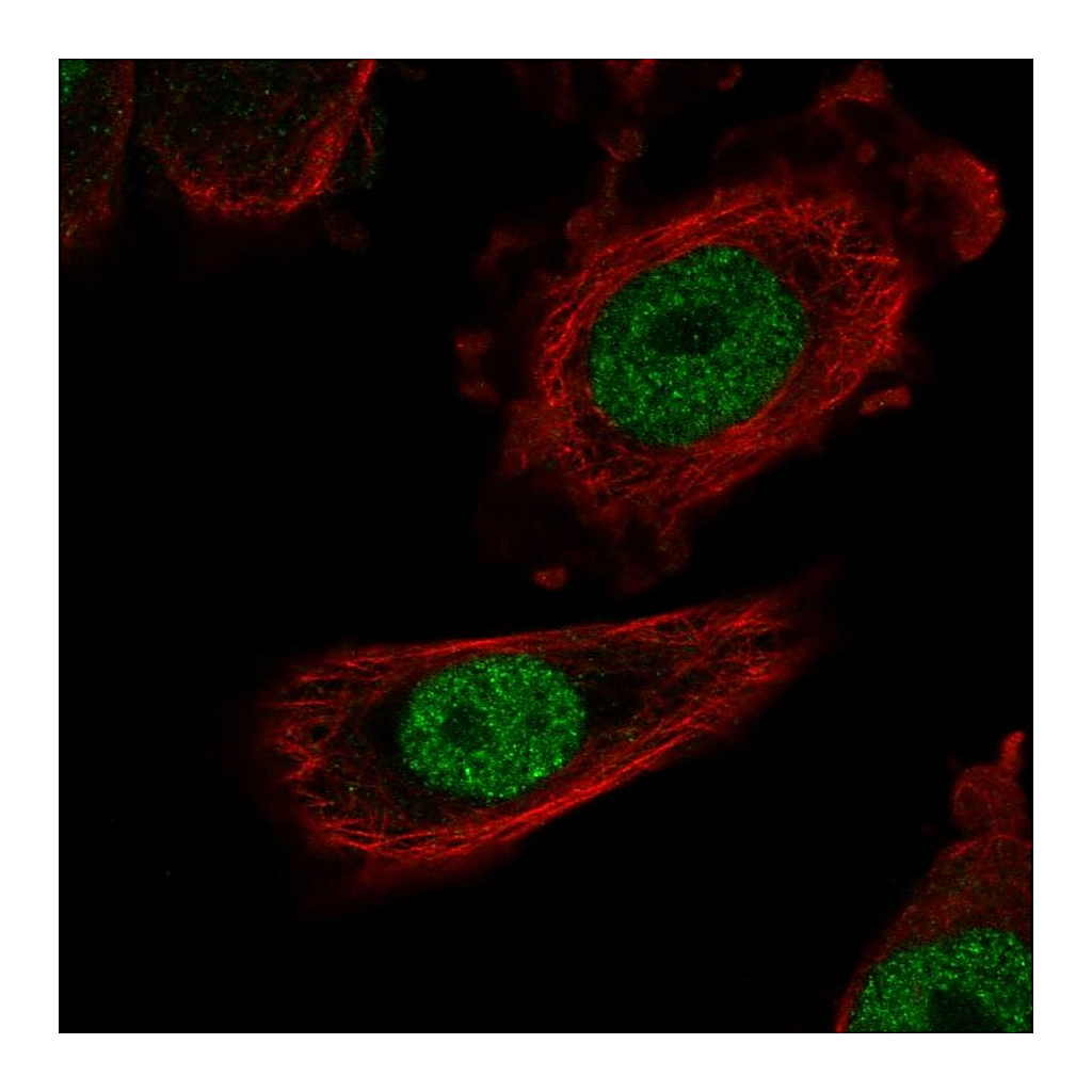 Atlas Antibodies Anti-ZHX1 Antibody