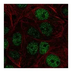 Atlas Antibodies Anti-ZHX1 Antibody