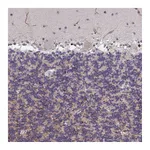 Atlas Antibodies Anti-ZIC3 Antibody