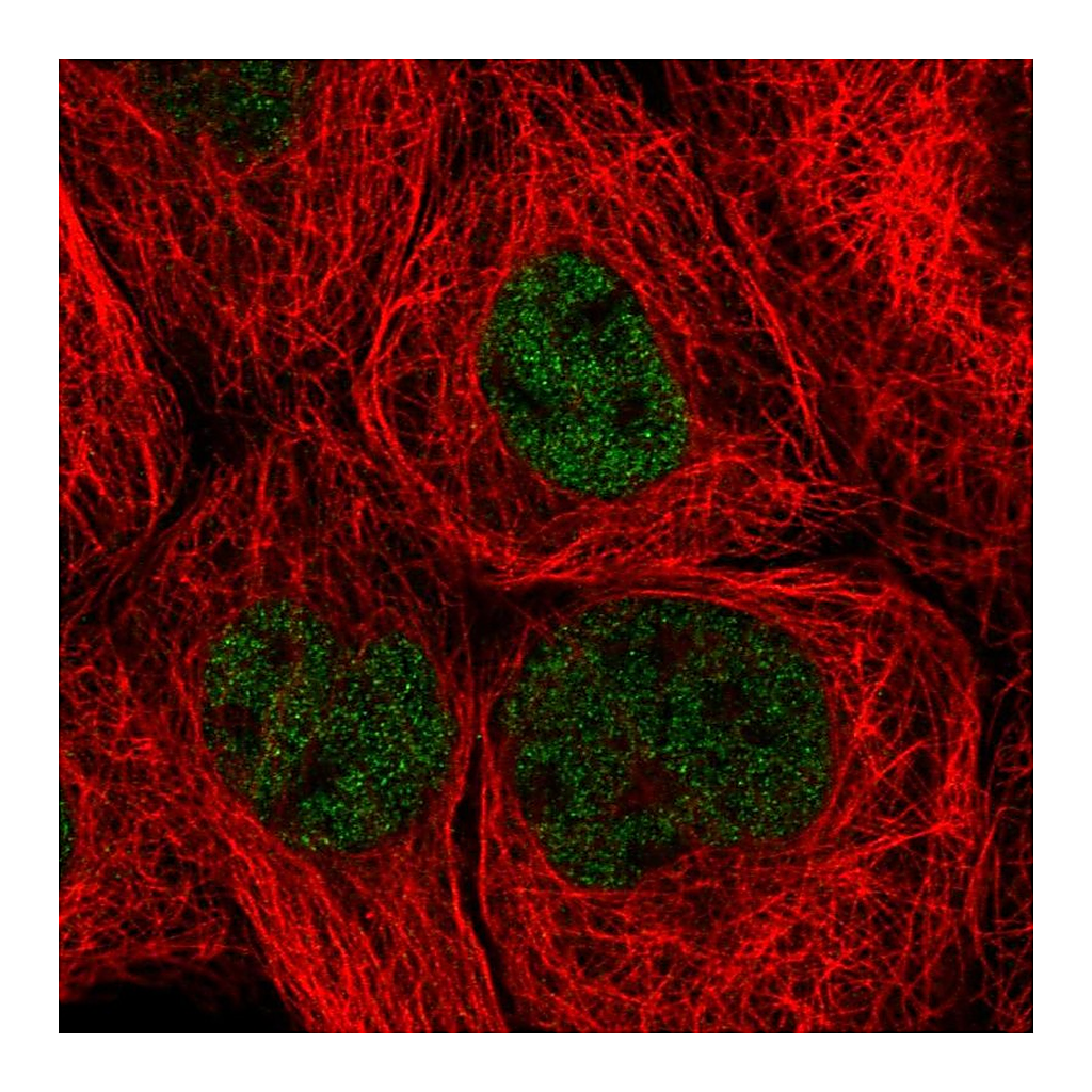 Atlas Antibodies Anti-ZHX3 Antibody