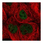Atlas Antibodies Anti-ZHX3 Antibody