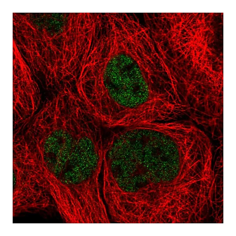 Atlas Antibodies Anti-ZHX3 Antibody