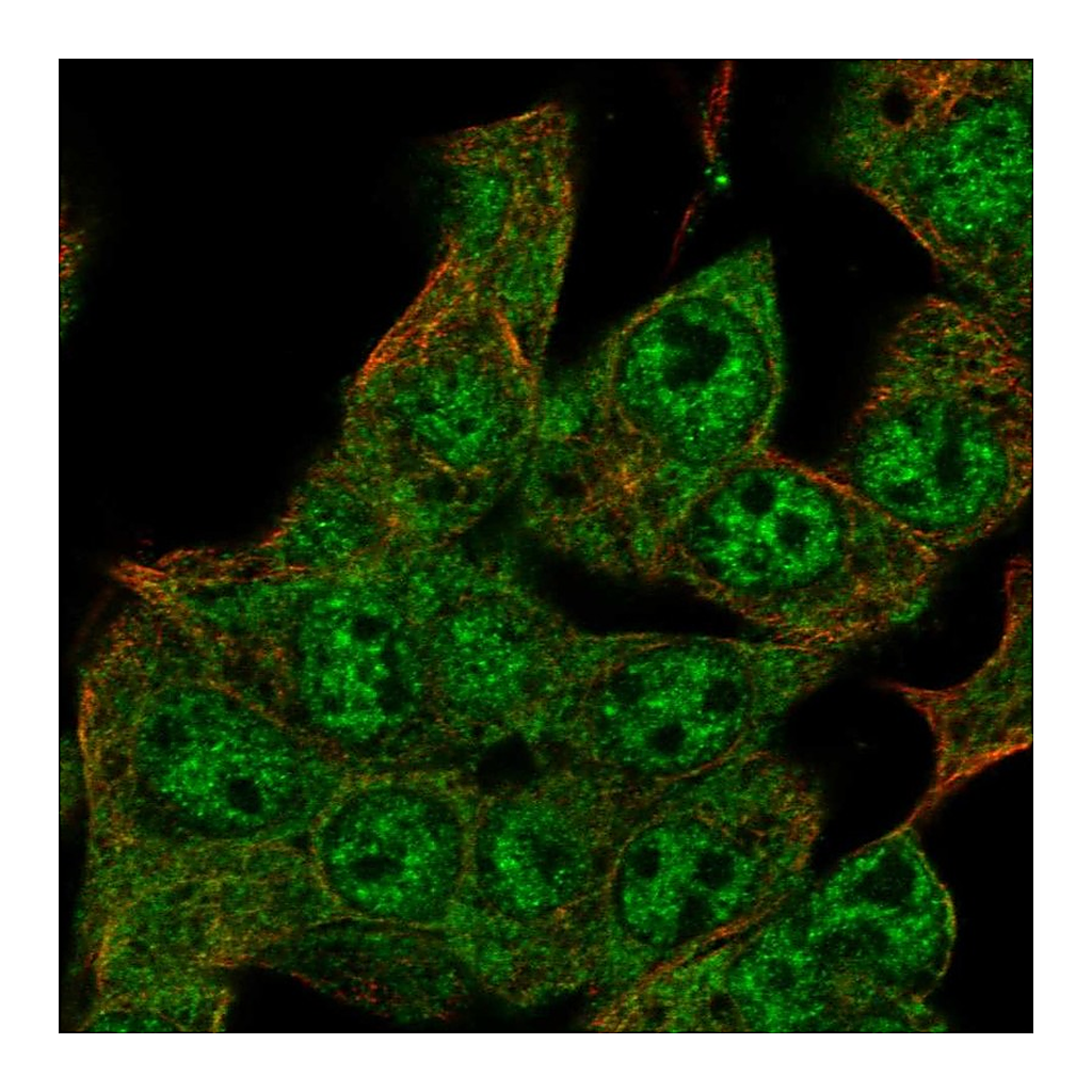 Atlas Antibodies Anti-ZIM2 Antibody