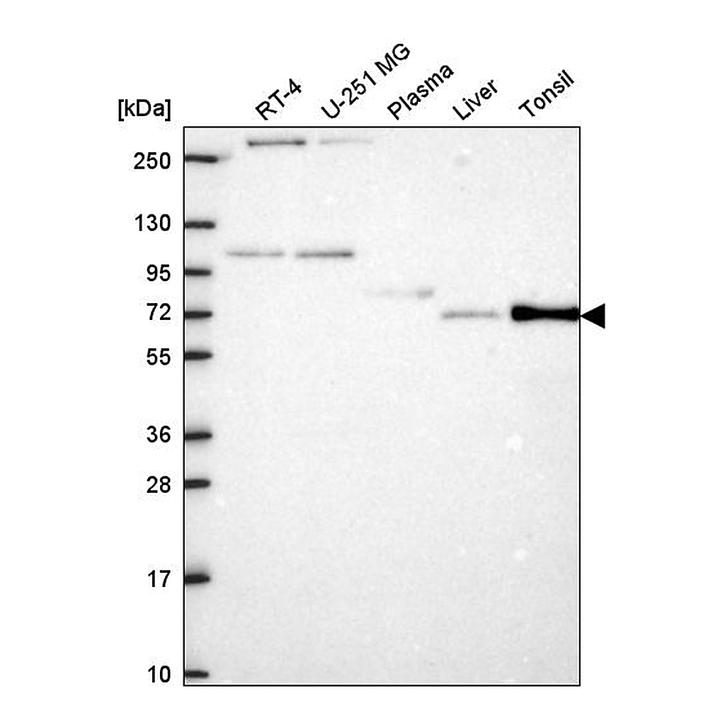 Atlas Antibodies Anti-ZKSCAN7 Antibody