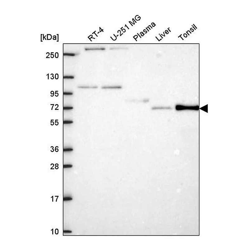 Atlas Antibodies Anti-ZKSCAN7 Antibody