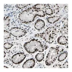 Atlas Antibodies Anti-ZKSCAN1 Antibody