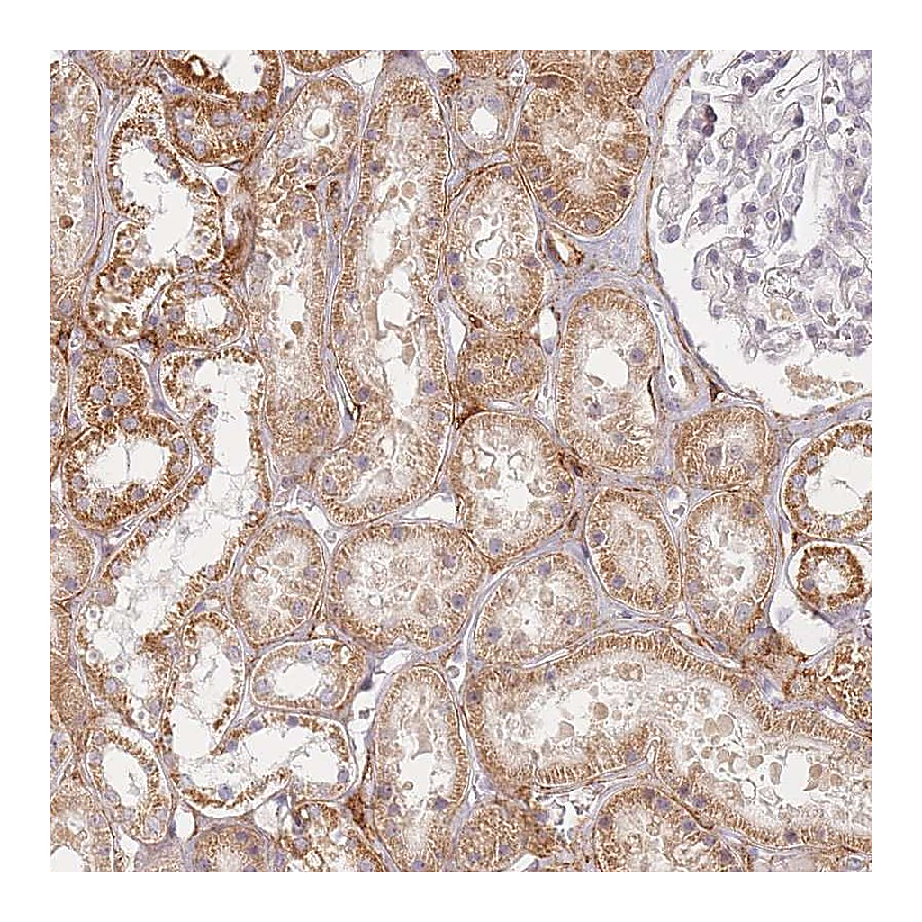 Atlas Antibodies Anti-ZKSCAN7 Antibody