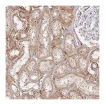 Atlas Antibodies Anti-ZKSCAN7 Antibody