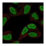 Atlas Antibodies Anti-ZKSCAN3 Antibody