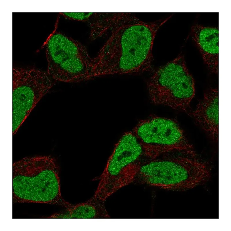 Atlas Antibodies Anti-ZKSCAN3 Antibody
