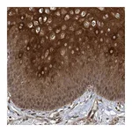 Atlas Antibodies Anti-ZKSCAN5 Antibody