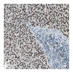 Atlas Antibodies Anti-ZKSCAN3 Antibody