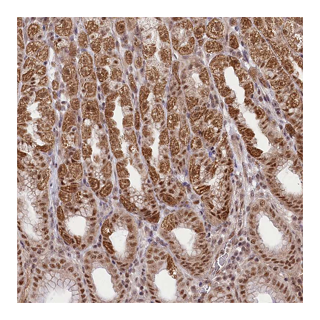 Atlas Antibodies Anti-ZMAT2 Antibody