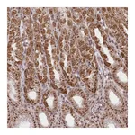 Atlas Antibodies Anti-ZMAT2 Antibody