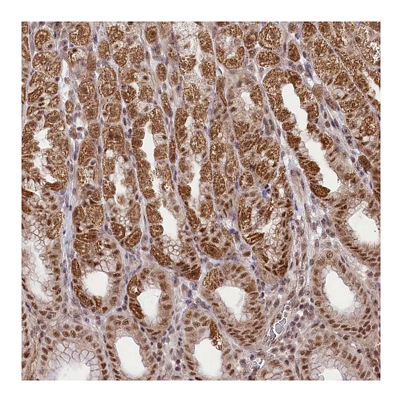 Atlas Antibodies Anti-ZMAT2 Antibody