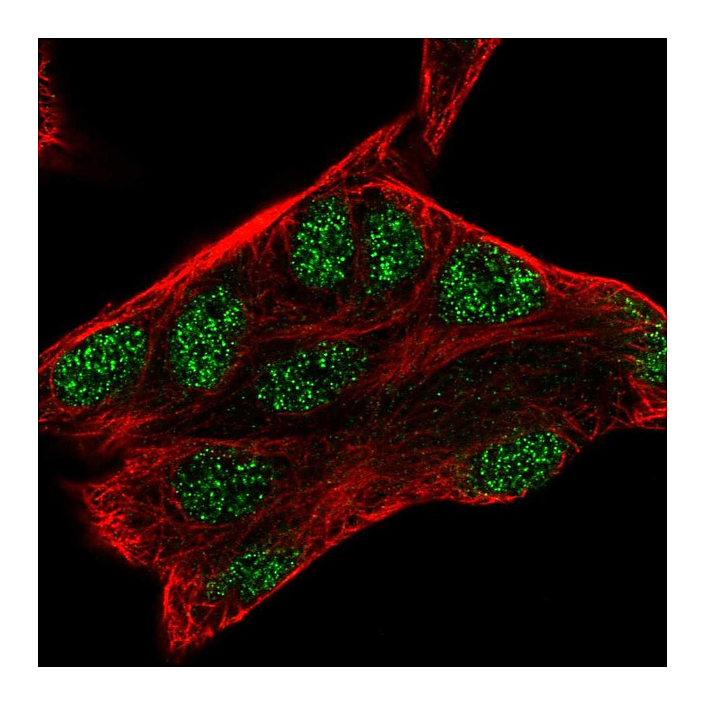 Atlas Antibodies Anti-ZMAT3 Antibody