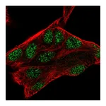 Atlas Antibodies Anti-ZMAT3 Antibody