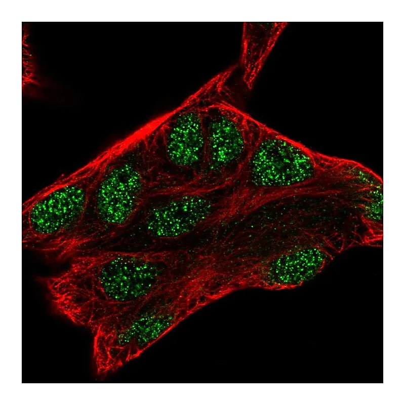 Atlas Antibodies Anti-ZMAT3 Antibody
