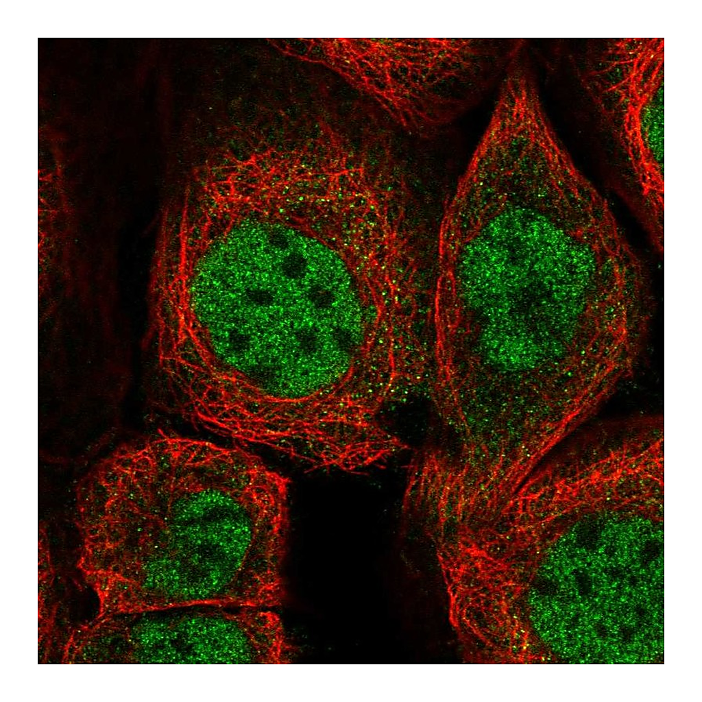 Atlas Antibodies Anti-ZMAT3 Antibody
