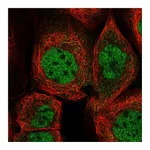 Atlas Antibodies Anti-ZMAT3 Antibody
