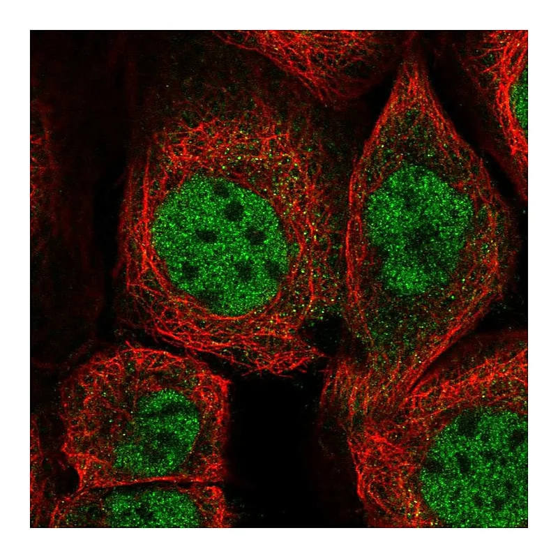 Atlas Antibodies Anti-ZMAT3 Antibody