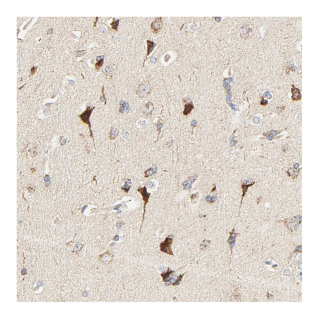 Atlas Antibodies Anti-ZMAT5 Antibody