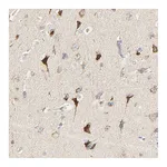 Atlas Antibodies Anti-ZMAT5 Antibody