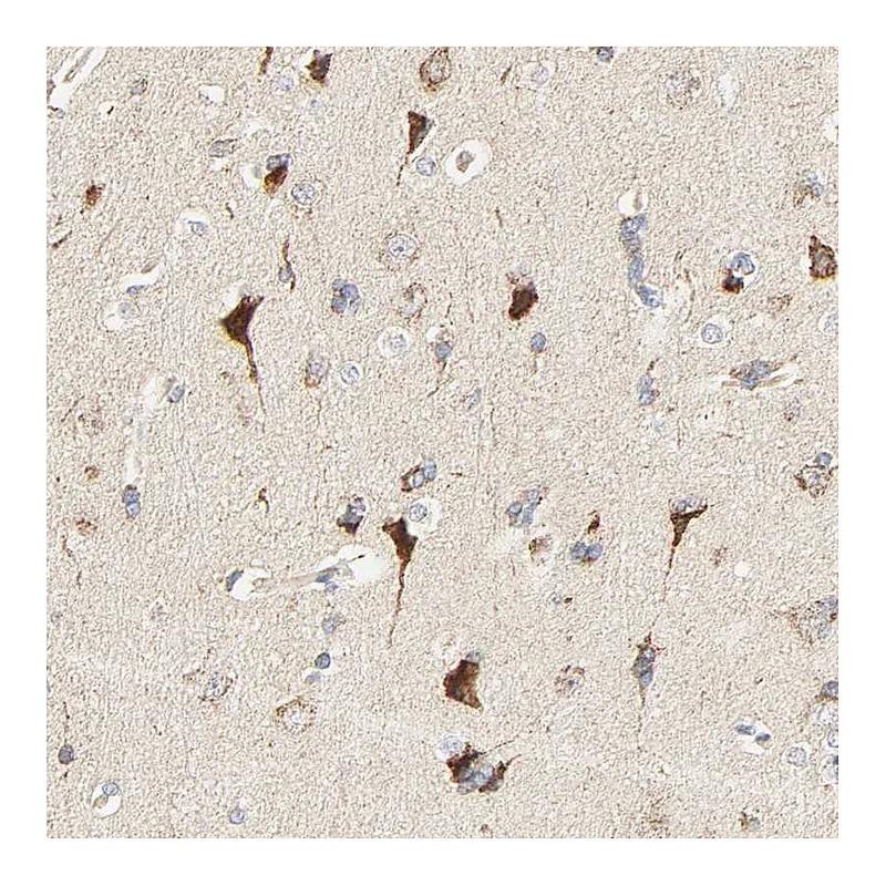 Atlas Antibodies Anti-ZMAT5 Antibody