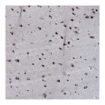 Atlas Antibodies Anti-ZMIZ2 Antibody