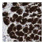 Atlas Antibodies Anti-ZMPSTE24 Antibody