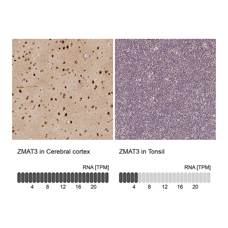 Atlas Antibodies Anti-ZMAT3 Antibody