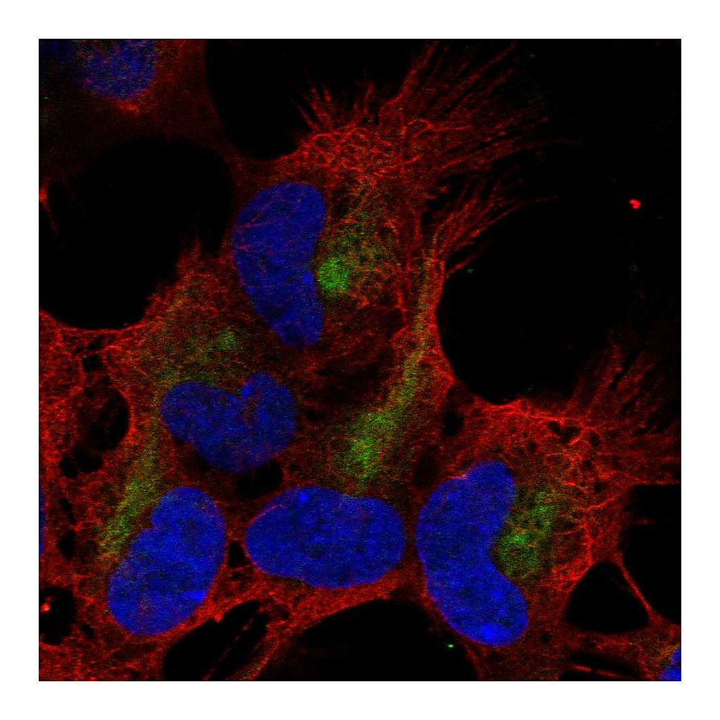 Atlas Antibodies Anti-ZMAT4 Antibody