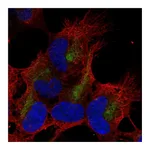 Atlas Antibodies Anti-ZMAT4 Antibody