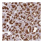 Atlas Antibodies Anti-ZNF106 Antibody