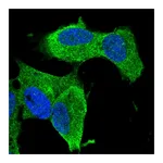 Atlas Antibodies Anti-ZNF117 Antibody