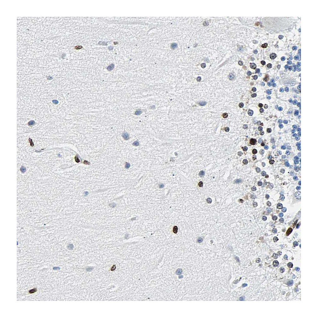 Atlas Antibodies Anti-ZNF131 Antibody