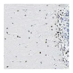 Atlas Antibodies Anti-ZNF131 Antibody