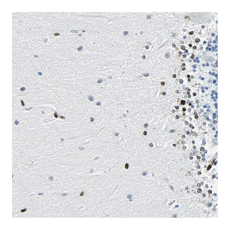 Atlas Antibodies Anti-ZNF131 Antibody