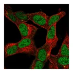 Atlas Antibodies Anti-ZNF12 Antibody