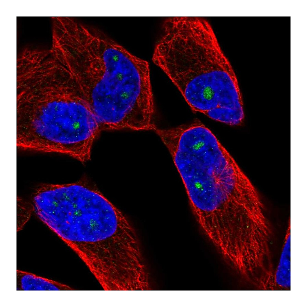 Atlas Antibodies Anti-ZNF136 Antibody