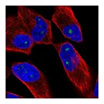 Atlas Antibodies Anti-ZNF136 Antibody