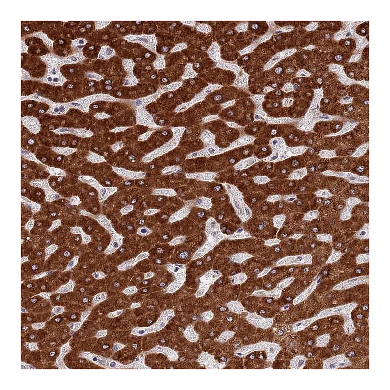 Atlas Antibodies Anti-ZNF140 Antibody